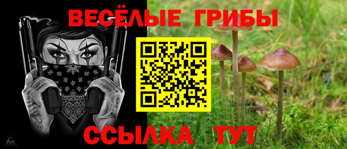 Вязьма  Псилоцибиновые грибы Psilocybe  Вход с VPN 